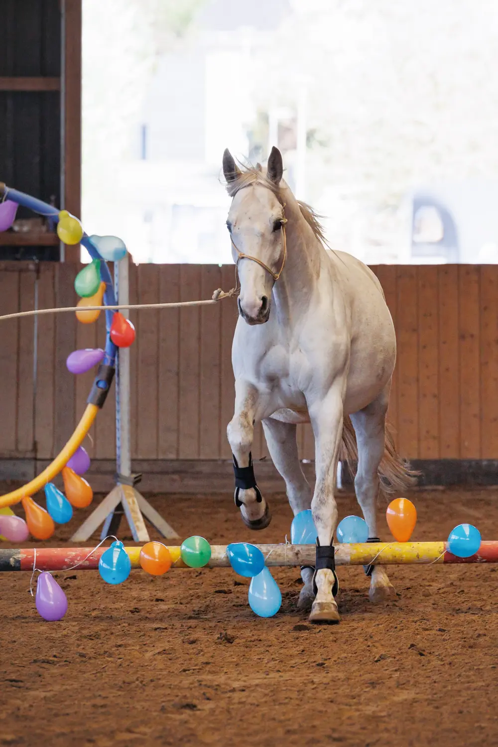 Jessica Jandt – Reitausbildung – Pferd