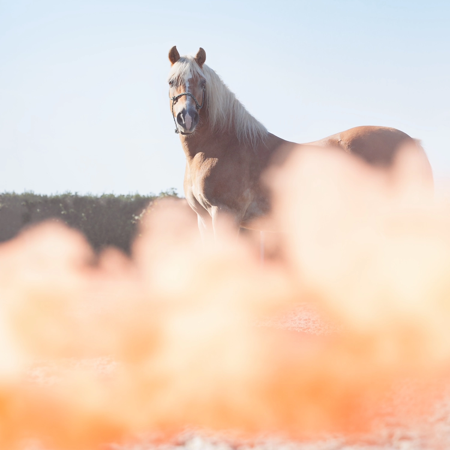 Jessica Jandt – Reitausbildung – Pferd