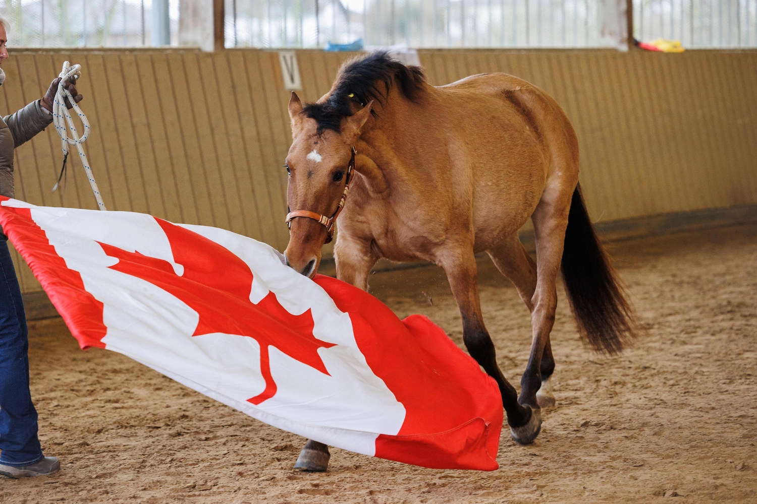 Jessica Jandt – Reitausbildung – Pferd